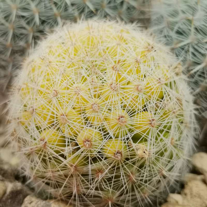 Mammillaria muehlenpfordtii f. variegata 14 cm. | Cactaceae - Giromagi ...