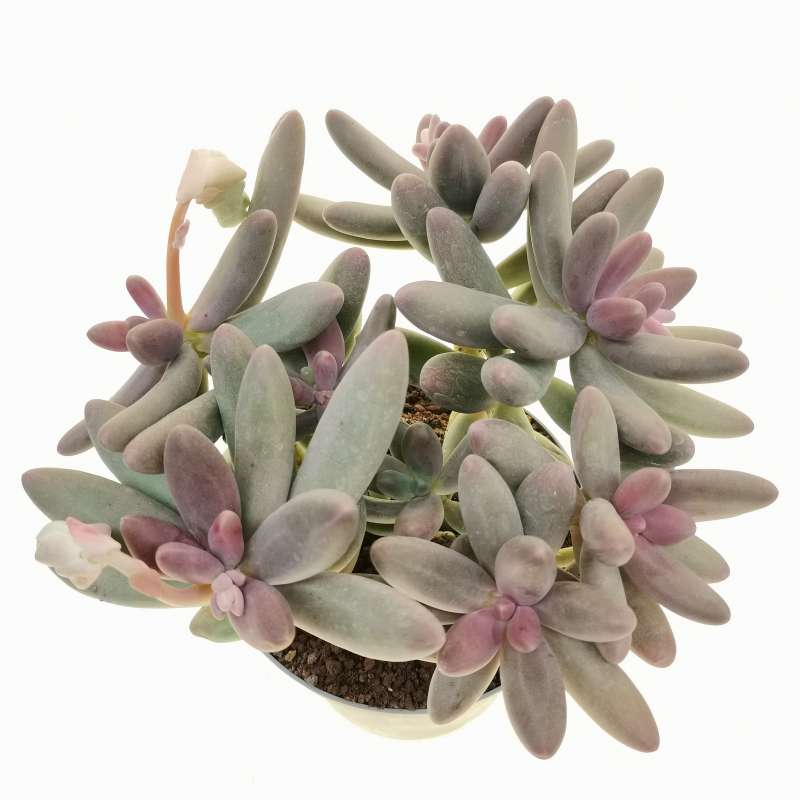 Pachyphytum 'Captain Jessop' 14 cm. | Crassulaceae - Giromagi vendita ...