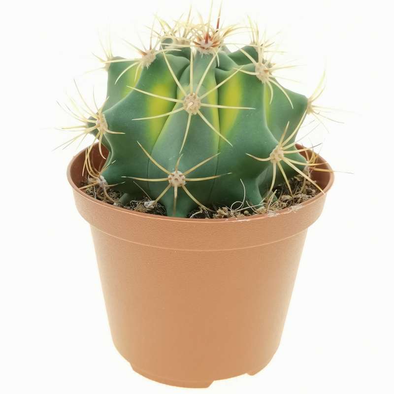 Ferocactus histrix f. variegata 10 cm. | Cactaceae - Giromagi vendita ...