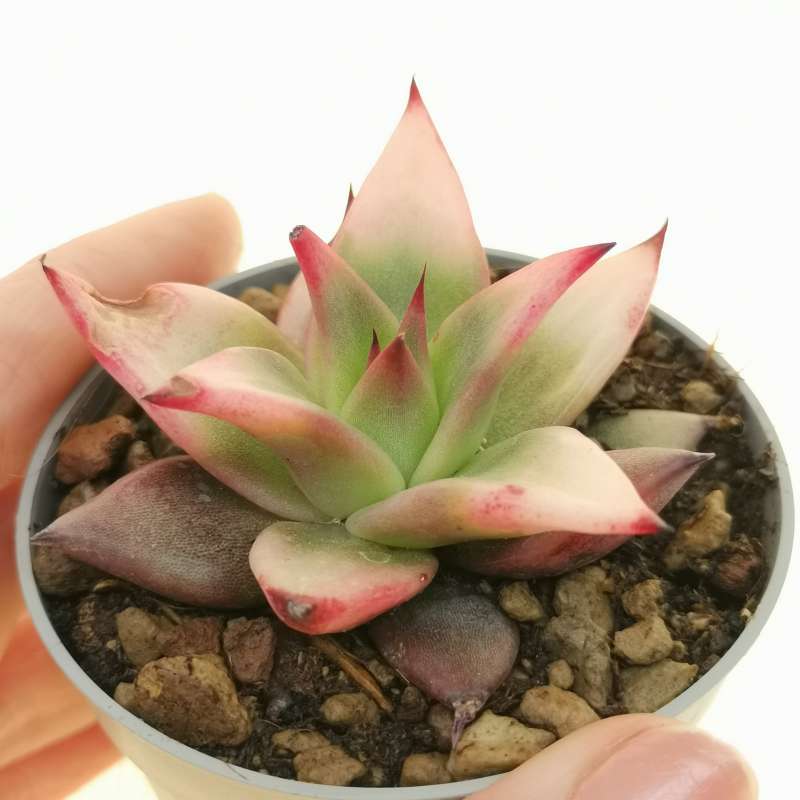 Echeveria agavoides 'Rajoya' f. variegata 6,5 cm. | Crassulaceae