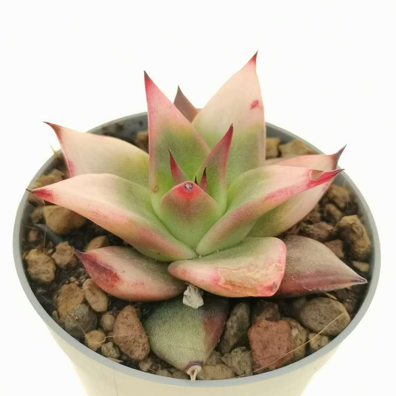 Echeveria agavoides 'Rajoya' f. variegata 6,5 cm. | Crassulaceae