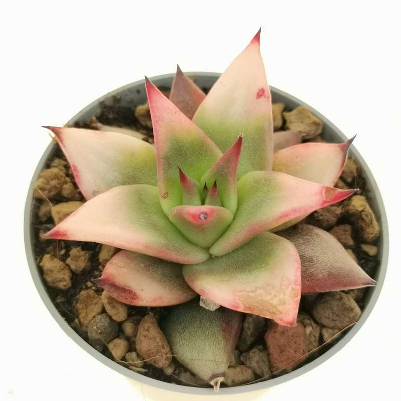 Echeveria agavoides 'Rajoya' f. variegata 6,5 cm. | Crassulaceae