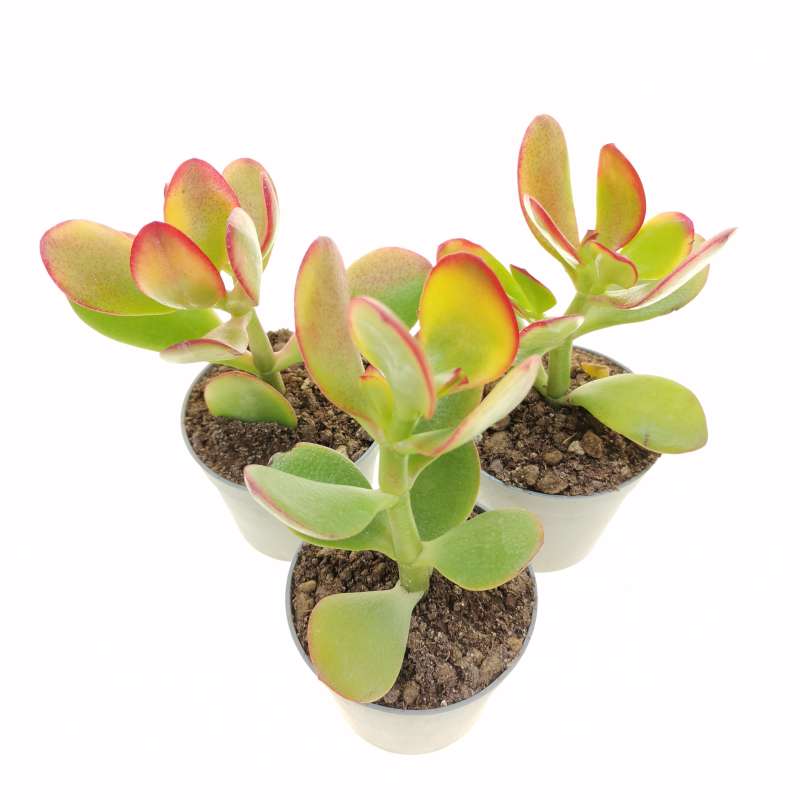 Crassula ovata 'Hummel's sunset' 6,5 cm. | Crassulaceae - Giromagi ...