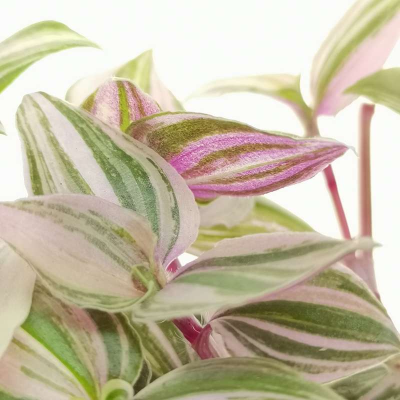 Tradescantia fluminensis 'Qricolor' 7,5 cm. | Commelinaceae - Giromagi  vendita piante grasse