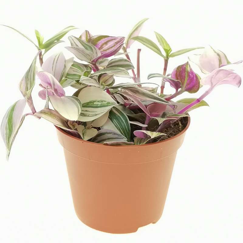 Tradescantia fluminensis 'Qricolor' 7,5 cm. | Commelinaceae - Giromagi  vendita piante grasse