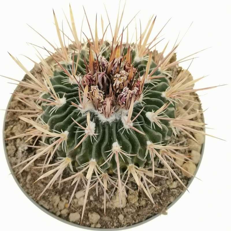 Echinofossulocactus densispinus 14 cm. | Cactaceae - Giromagi vendita ...