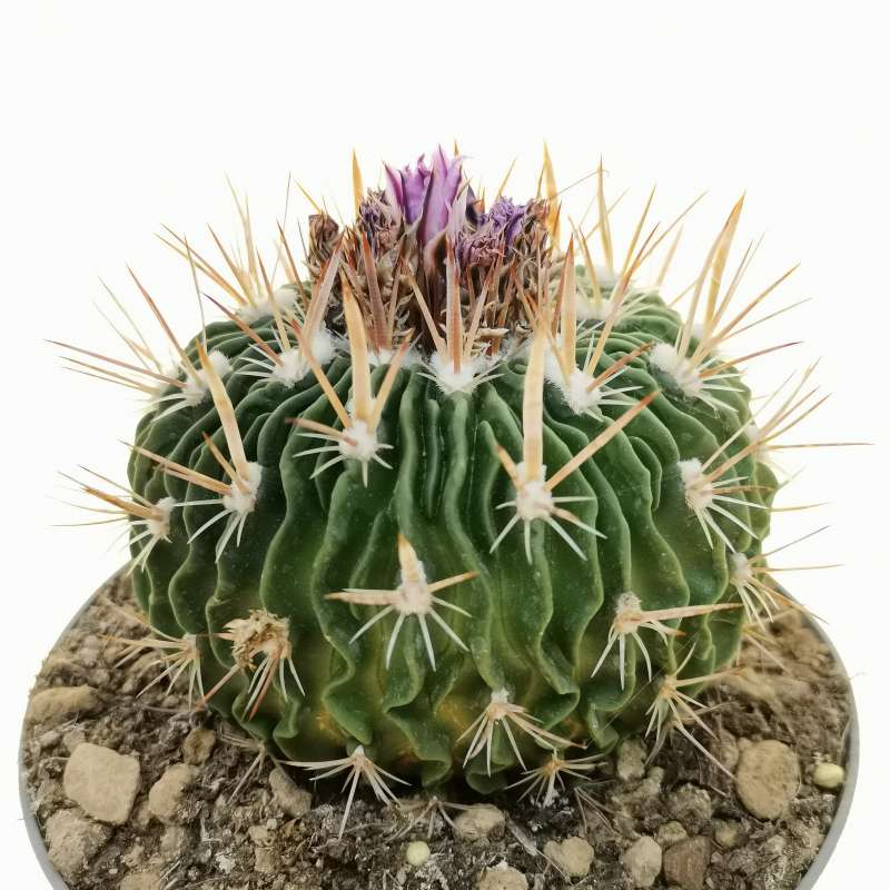 Echinofossulocactus lamellosus 14 cm. | Cactaceae - Giromagi vendita ...