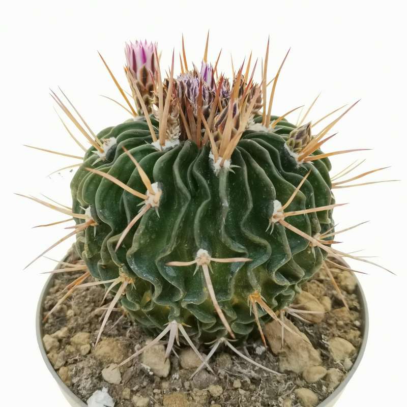 Echinofossulocactus hastatus 14 cm. | Cactaceae - Giromagi vendita ...