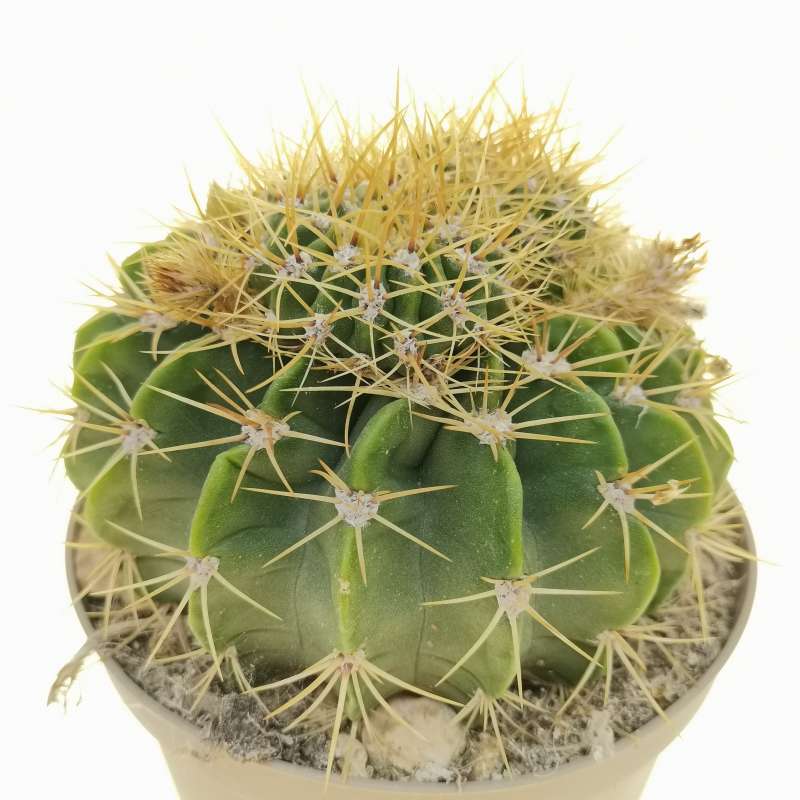 Acanthocalycium spiniflorum f. prolifera 14 cm. | Cactaceae - Giromagi ...