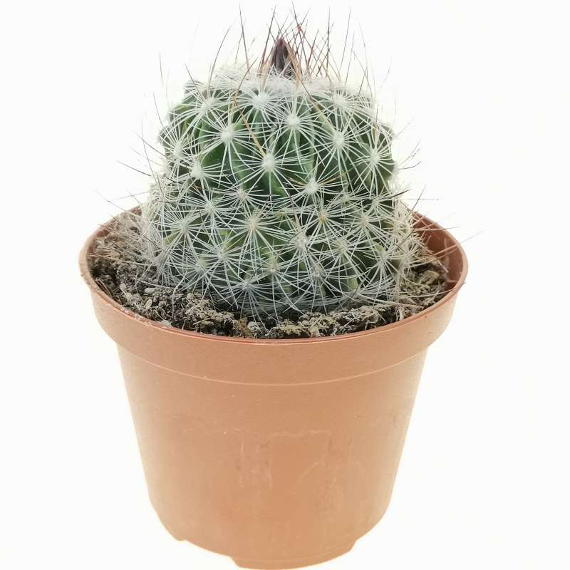 Echinofossulocactus Zacatecasensis 10 Cm. 