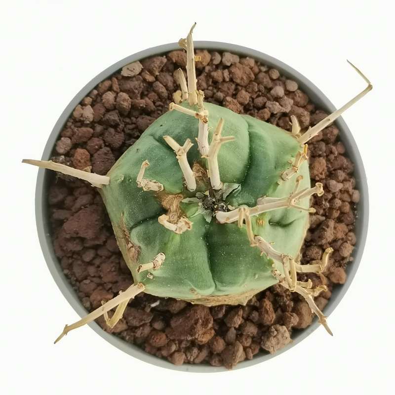 Euphorbia valida - Giromagi