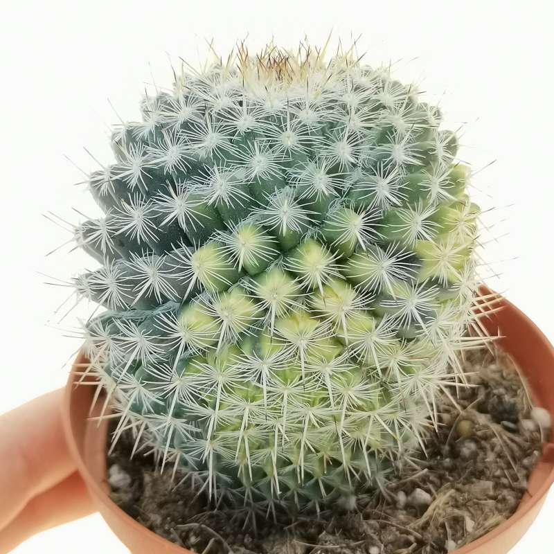 Mammillaria muehlenpfordtii f. variegata 10 cm. | Cactaceae - Giromagi ...