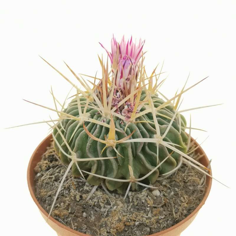 Echinofossulocactus hastatus 10 cm. | Cactaceae - Giromagi vendita ...