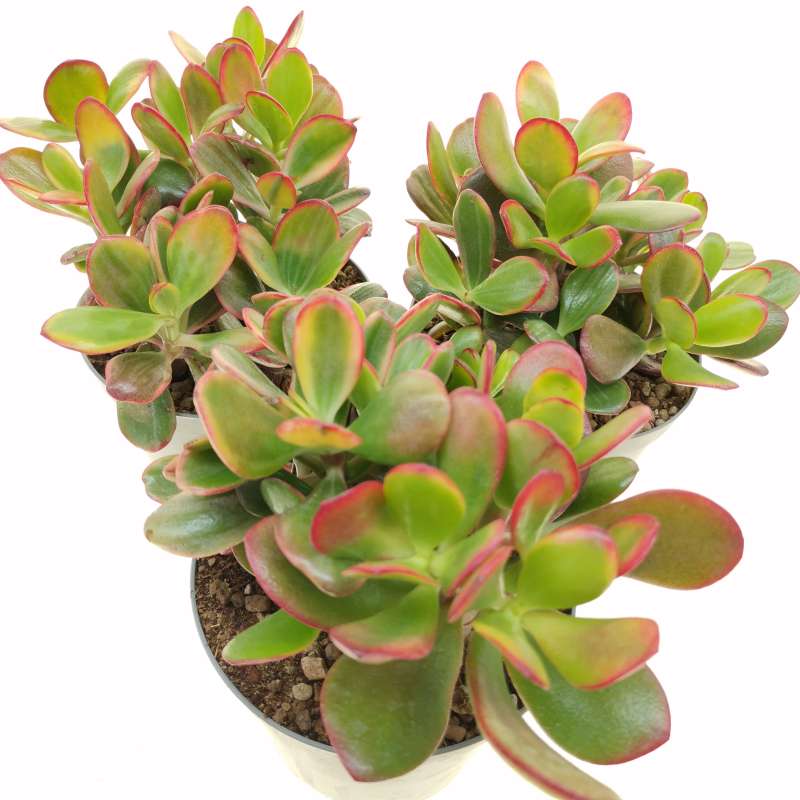 Crassula ovata 'Sunset magic' 14 cm. | Crassulaceae - Giromagi vendita ...