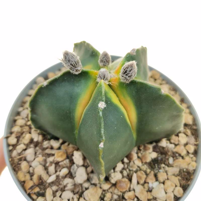 Astrophytum Myriostigma Cv Koh Yo Cm Cactaceae Giromagi Vendita Piante Grasse