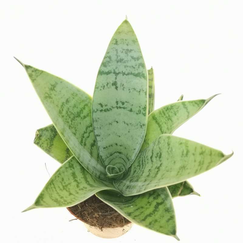 Sansevieria trifasciata 'Blue star' 9 cm. | Dracaenaceae - Giromagi ...