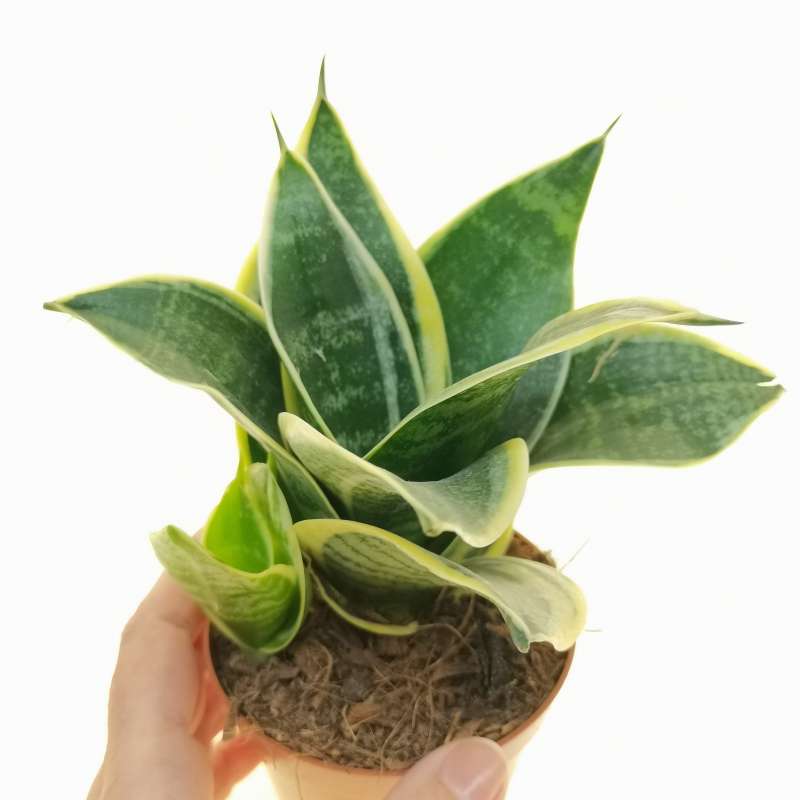 Sansevieria Trifasciata 'Jade Pagoda' 9 cm. | Dracaenaceae - Giromagi ...