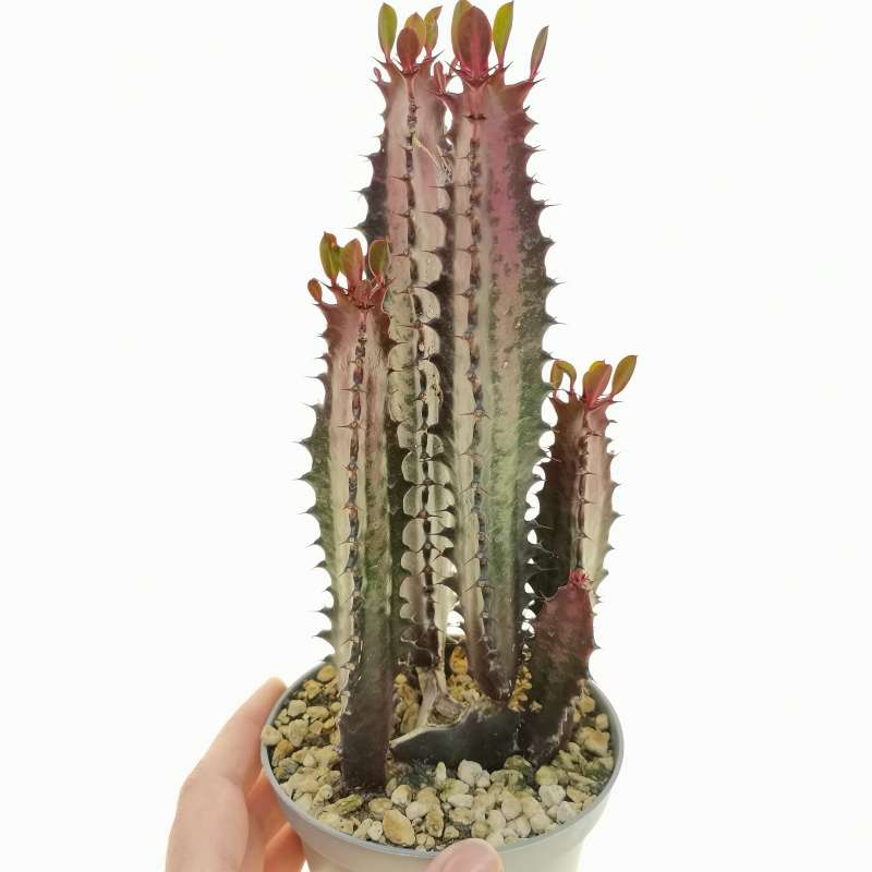 Euphorbia trigona cv. Royal Red - Giromagi