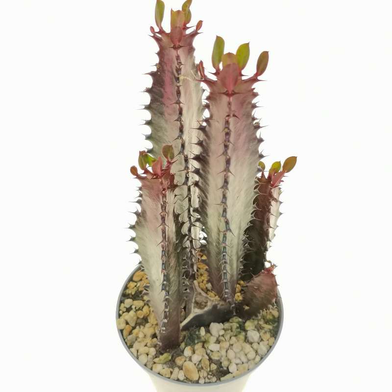 Euphorbia trigona cv. Royal Red - Giromagi