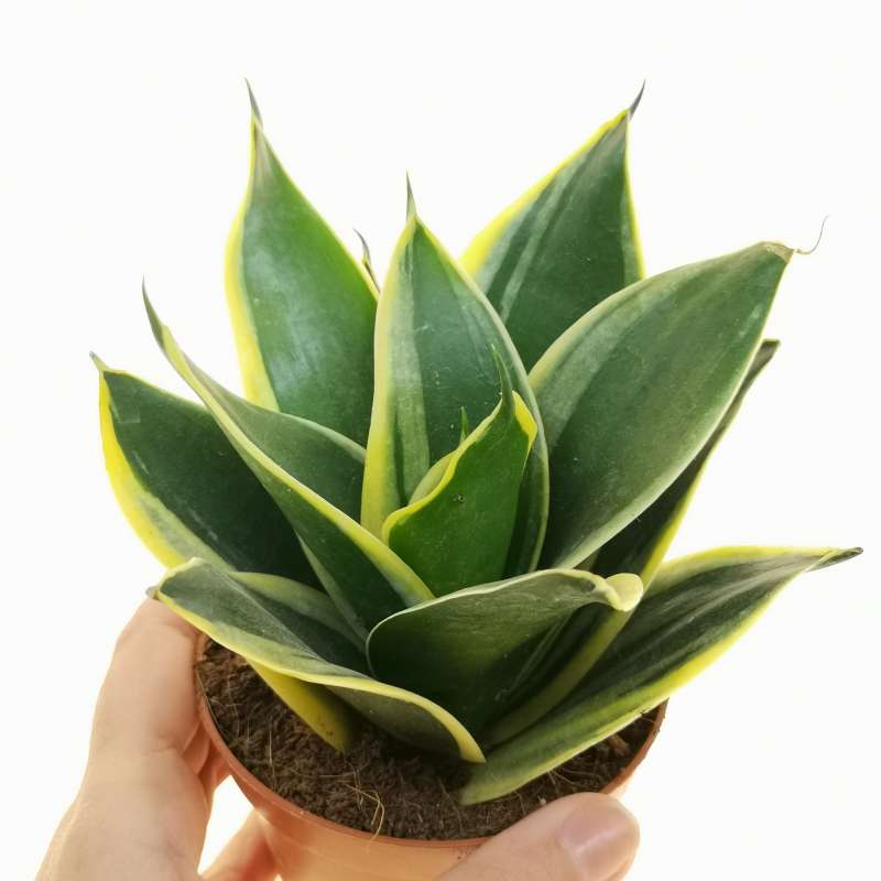 Sansevieria Trifasciata 'Jade Pagoda' 9 cm. | Dracaenaceae - Giromagi ...