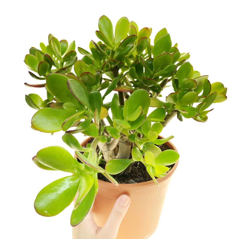 Crassula ovata 17 cm. | Crassulaceae - Giromagi vendita piante grasse