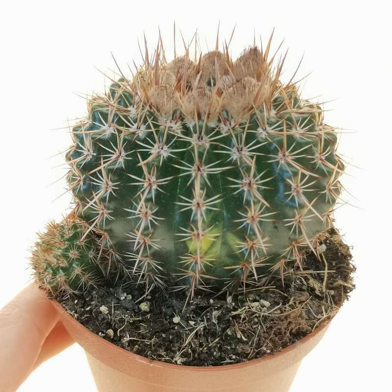 Notocactus submammulosus f. variegata 10 cm. | Cactaceae - Giromagi ...