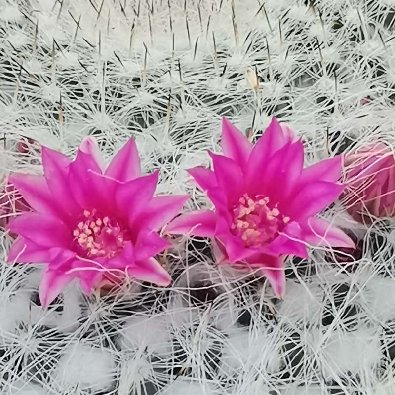 Mammillaria hahniana 'Superba' f. mostruosa 14 cm. | Cactaceae ...