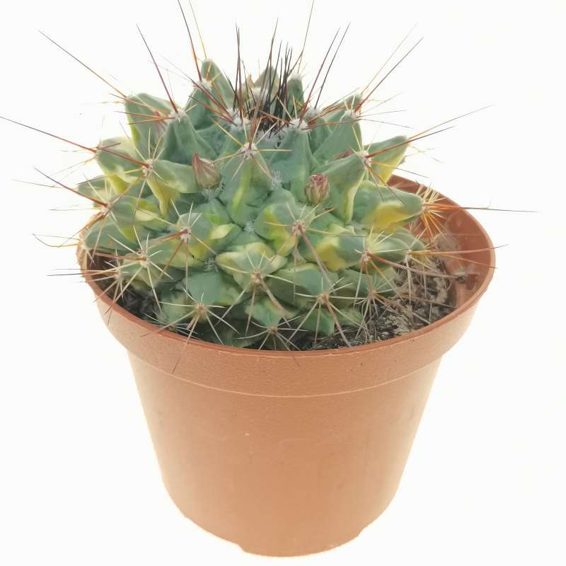 Mammillaria papasquiarensis f. variegata 10 cm. | Cactaceae - Giromagi ...