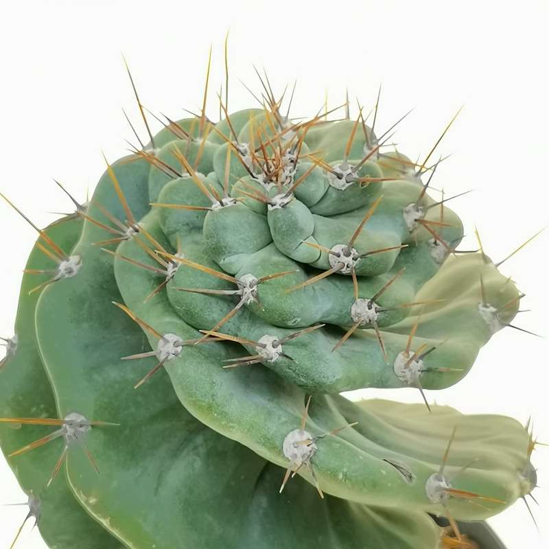 Cereus forbesii cv. Spiralis - Giromagi