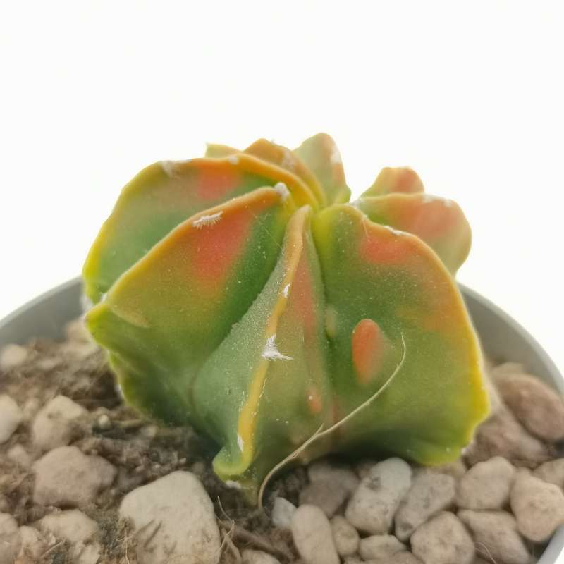 Astrophytum Myriostigma Cv. Fukuryu (Type B) Multicostatum F. Variegata ...