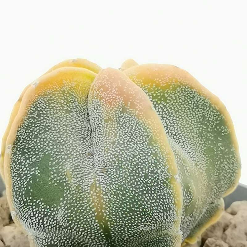 Astrophytum myriostigma f. variegata - Giromagi