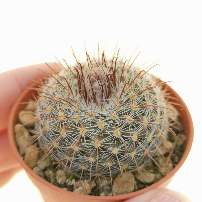 Parodia talaensis P150 5,5 cm. | Cactaceae - Giromagi vendita piante grasse