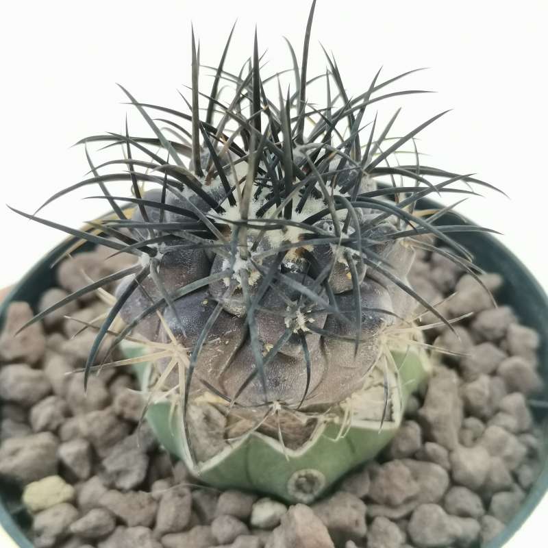 Copiapoa griseoviolacea 10 cm. | Cactaceae - Giromagi vendita piante grasse