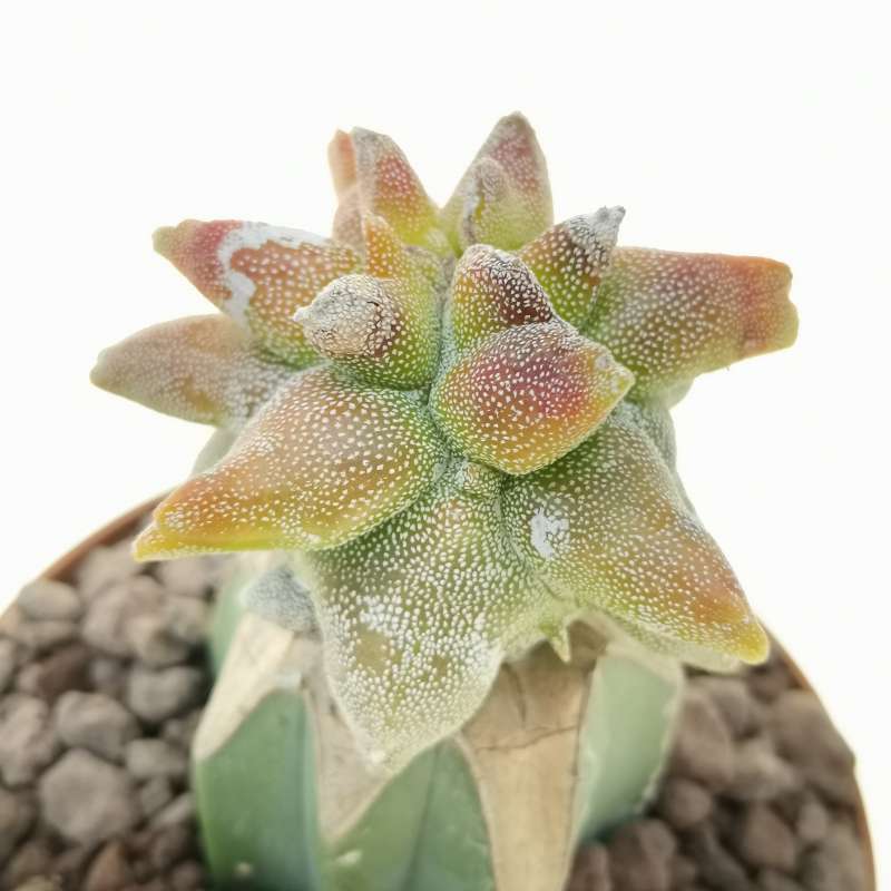 Astrophytum Myriostigma Cv Kikko F Variegata 10 Cm Cactaceae