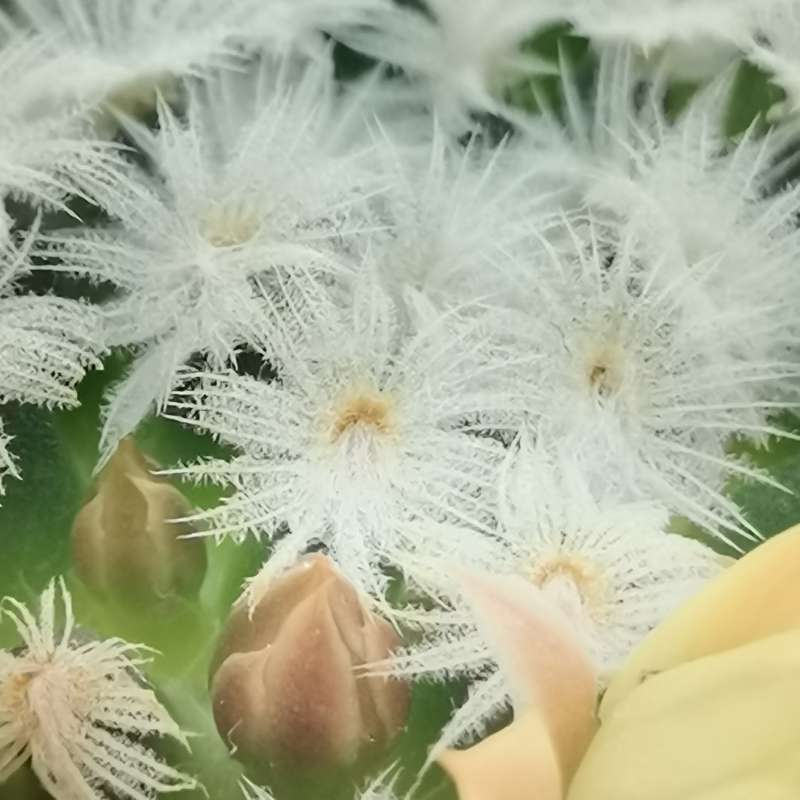 Mammillaria duwei - Giromagi