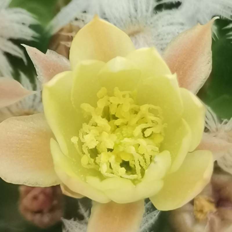 Mammillaria duwei - Giromagi