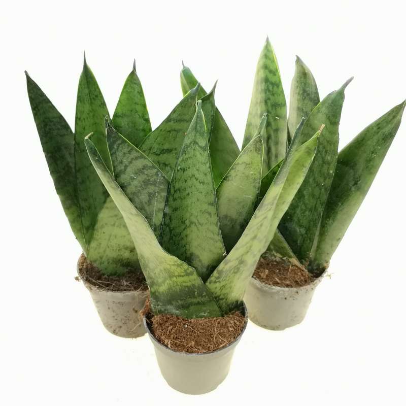 Fleur ami SANSEVIERIA TRIFASCIATA - Pianta artificiale, 78 cm : :  Altro