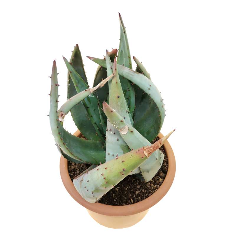 Aloe aculeata - Giromagi