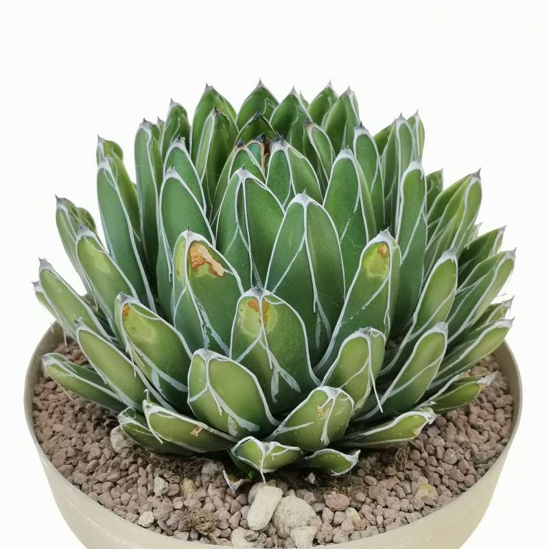 Agave victoriae-reginae 'compact' 25 cm. | Agavaceae - Giromagi vendita ...