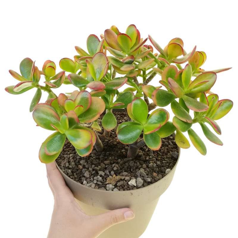 Crassula ovata 'Hummel's Sunset' 20 cm. | Crassulaceae - Giromagi ...