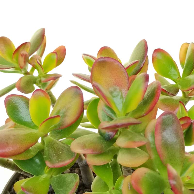 Crassula ovata 'Hummel's Sunset' 20 cm. | Crassulaceae - Giromagi ...