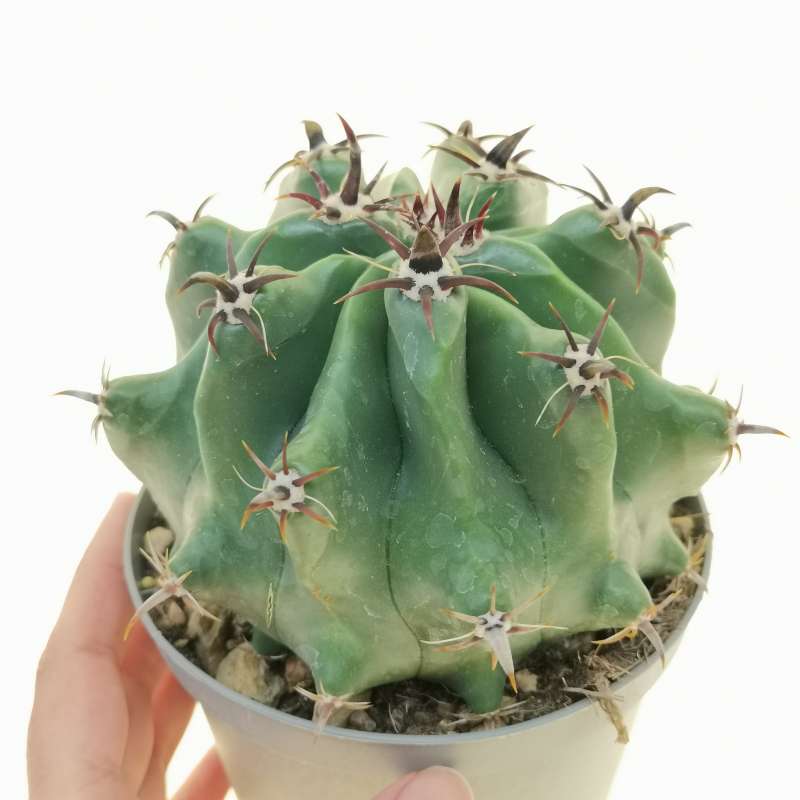 Ferocactus horridus f. brevispinus 14 cm. | Cactaceae - Giromagi ...