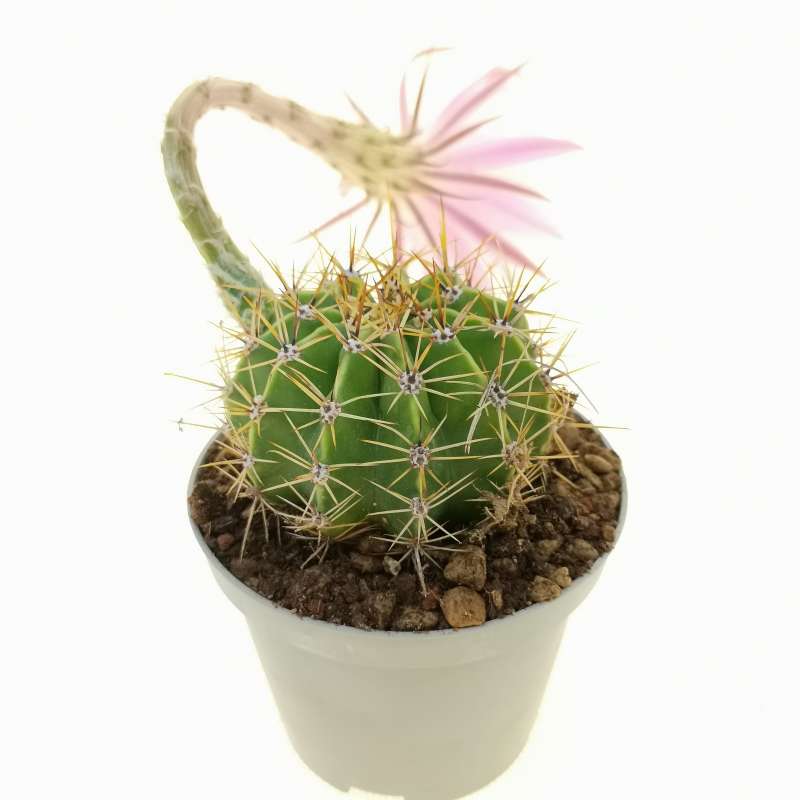 Echinopsis hybrid cv. Elegant Lady 10 cm. | Cactaceae - Giromagi ...