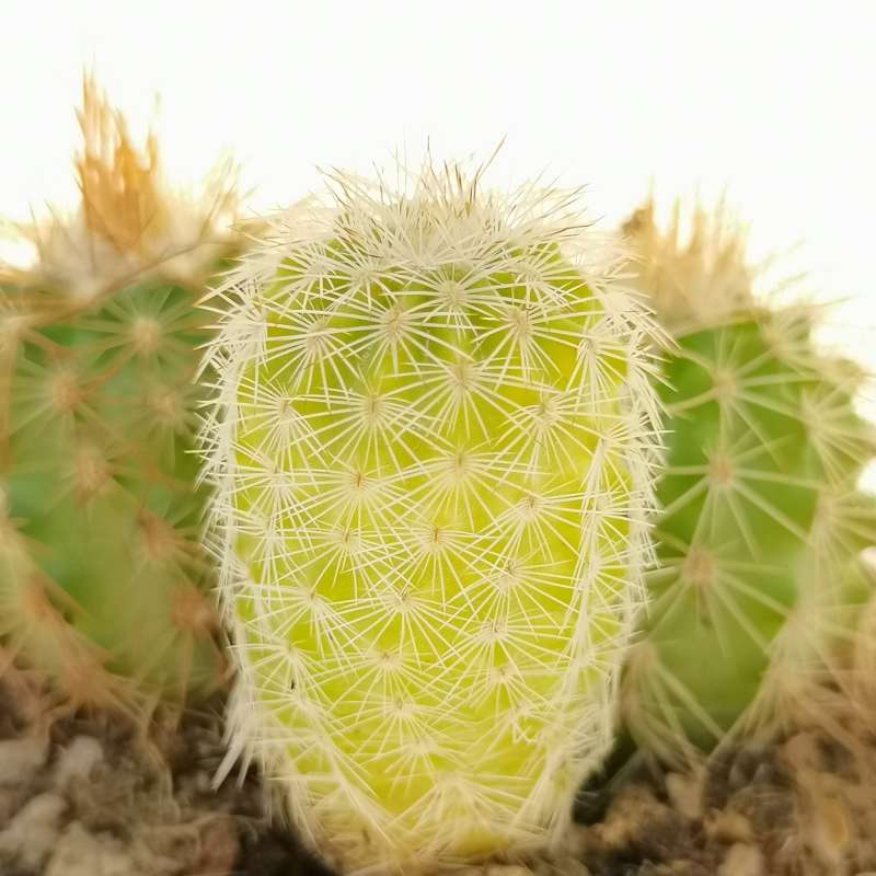 Echinocereus baileyi f. variegata 6,5 cm. | Cactaceae - Giromagi ...