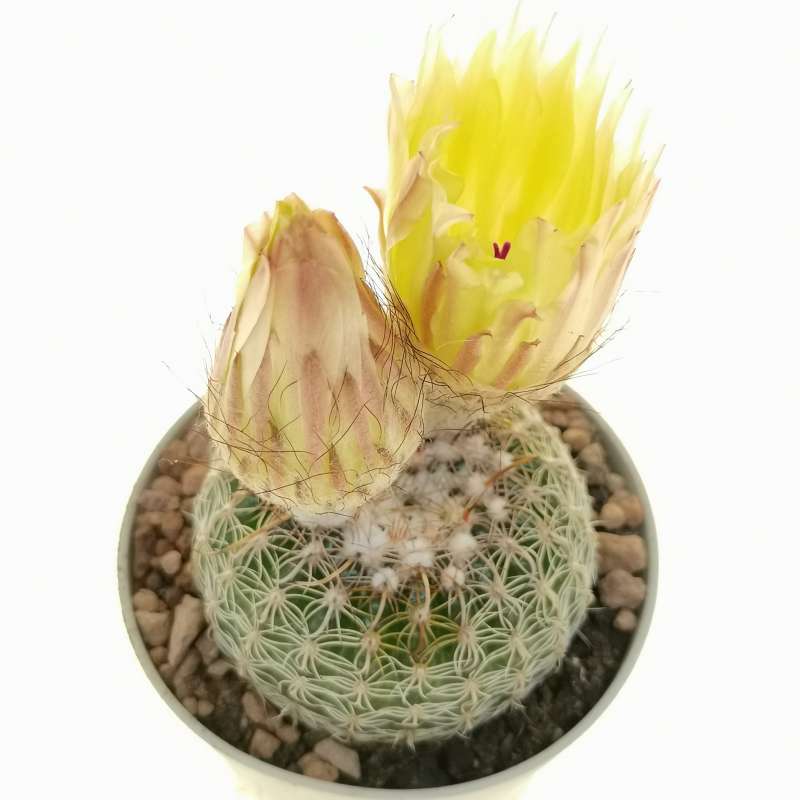 Notocactus elegans 6,5 cm. | Cactaceae - Giromagi vendita piante grasse