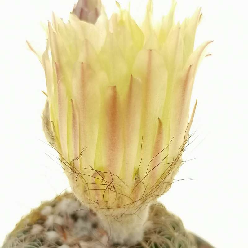 Notocactus elegans 6,5 cm. | Cactaceae - Giromagi vendita piante grasse