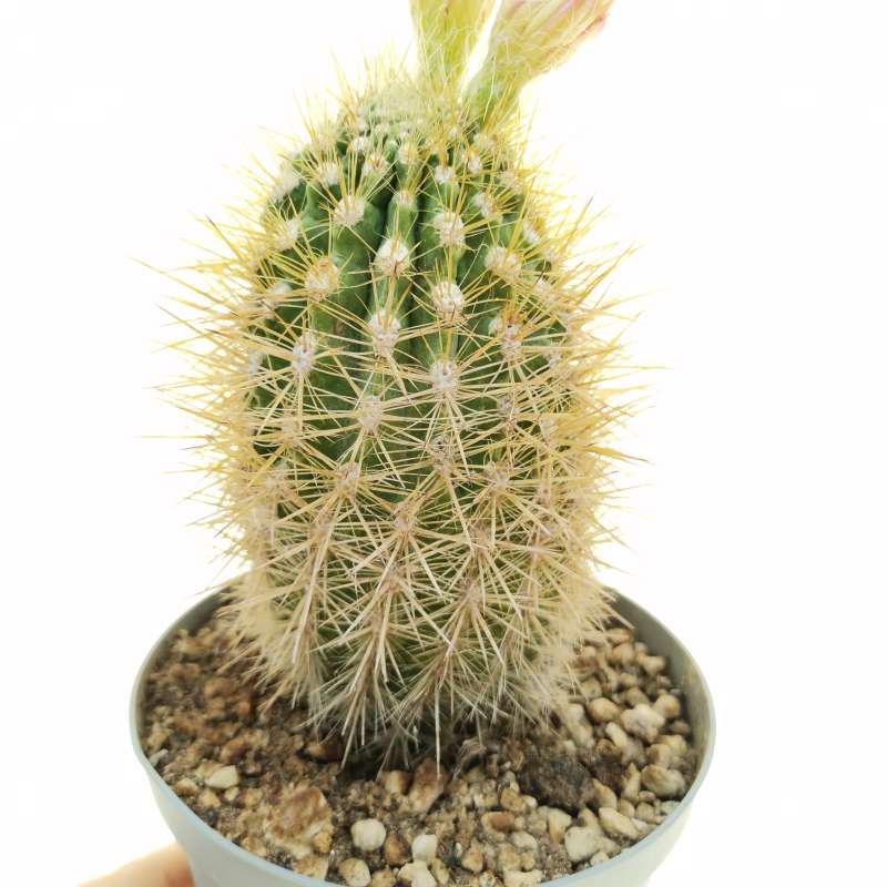 Neoporteria chilensis 14 cm. | Cactaceae - Giromagi vendita piante grasse