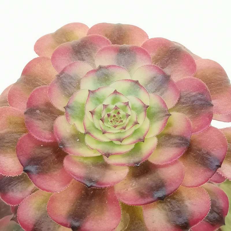 Aeonium Maggie 14 Cm. | Crassulaceae - Giromagi Vendita Piante Grasse