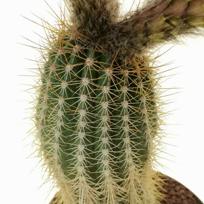 Trichocereus hybrid cv. Windigo 16 cm. | Cactaceae - Giromagi vendita ...