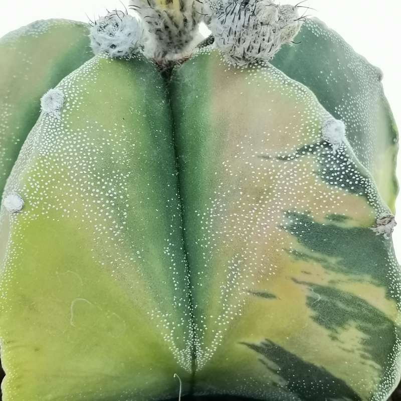 Astrophytum myriostigma f. variegata - Giromagi